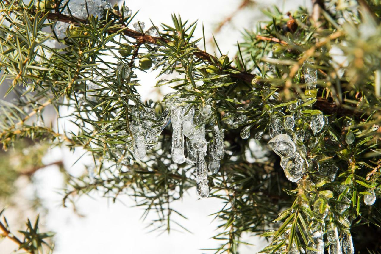 Appartamento Biobauernhof Obereck Göstling an der Ybbs Esterno foto